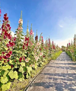 25 Maroon Red Hollyhock Alcea Rosea Flower Seeds Perennial Outdoor - Image 9