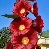 25 Maroon Red Hollyhock Alcea Rosea Flower Seeds Perennial Outdoor - Image 1