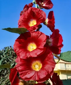 25 Maroon Red Hollyhock Alcea Rosea Flower Seeds Perennial Outdoor - Image 1