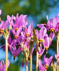 25 Midland Shooting Star Dodecatheon Flower Seeds - Birds Bills - Image 10