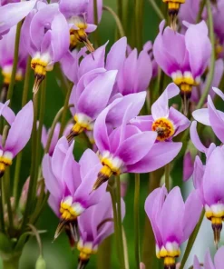 25 Midland Shooting Star Dodecatheon Flower Seeds - Birds Bills - Image 2