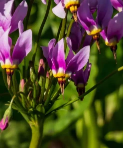 25 Midland Shooting Star Dodecatheon Flower Seeds - Birds Bills - Image 3