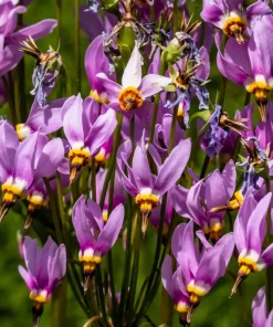 25 Midland Shooting Star Dodecatheon Flower Seeds - Birds Bills - Image 4