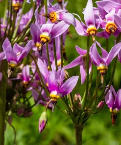 25 Midland Shooting Star Dodecatheon Flower Seeds - Birds Bills - Image 5
