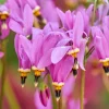 25 Midland Shooting Star Dodecatheon Flower Seeds - Birds Bills - Image 1