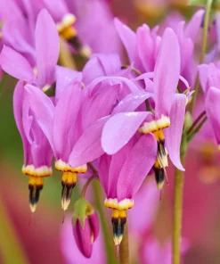 25 Midland Shooting Star Dodecatheon Flower Seeds - Birds Bills - Image 1