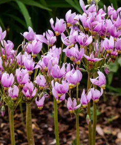 25 Midland Shooting Star Dodecatheon Flower Seeds - Birds Bills - Image 6