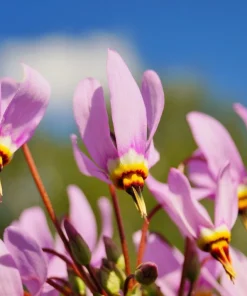 25 Midland Shooting Star Dodecatheon Flower Seeds - Birds Bills - Image 7