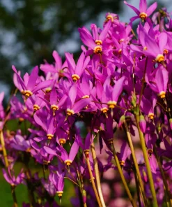 25 Midland Shooting Star Dodecatheon Flower Seeds - Birds Bills - Image 8