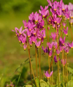 25 Midland Shooting Star Dodecatheon Flower Seeds - Birds Bills - Image 9
