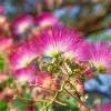 25 Mimosa Persian Silk Tree Seeds - Albizia Julibrissin - Outdoor Tree Seeds - Image 1