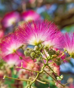 25 Mimosa Persian Silk Tree Seeds - Albizia Julibrissin - Outdoor Tree Seeds - Image 1