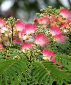 25 Mimosa Persian Silk Tree Seeds - Albizia Julibrissin - Outdoor Tree Seeds - Image 2