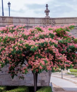 25 Mimosa Persian Silk Tree Seeds - Albizia Julibrissin - Outdoor Tree Seeds - Image 3