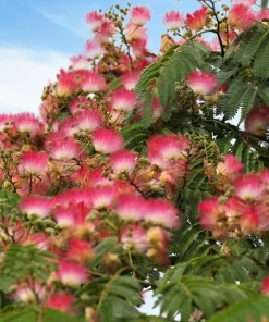 25 Mimosa Persian Silk Tree Seeds - Albizia Julibrissin - Outdoor Tree Seeds - Image 4