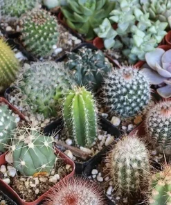 25+ Mixed Cactus & Succulent Seeds for Indoor & Outdoor Gardens - Image 2