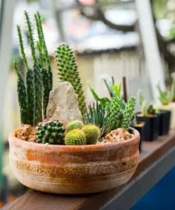 25+ Mixed Cactus & Succulent Seeds for Indoor & Outdoor Gardens - Image 3