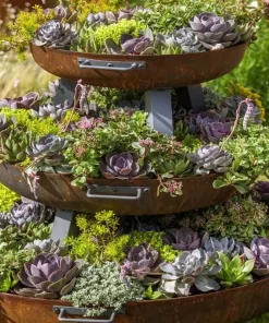 25+ Mixed Cactus & Succulent Seeds for Indoor & Outdoor Gardens - Image 1