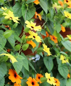 25 Mixed Thunbergia Alata Vine Black Eyed Susan Flower Seeds - Image 10