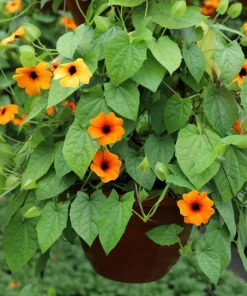 25 Mixed Thunbergia Alata Vine Black Eyed Susan Flower Seeds - Image 11