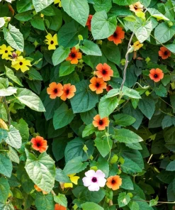 25 Mixed Thunbergia Alata Vine Black Eyed Susan Flower Seeds - Image 12