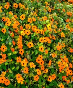 25 Mixed Thunbergia Alata Vine Black Eyed Susan Flower Seeds - Image 13