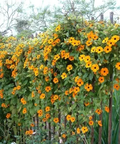 25 Mixed Thunbergia Alata Vine Black Eyed Susan Flower Seeds - Image 2