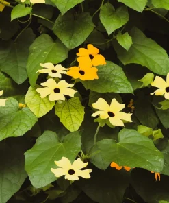 25 Mixed Thunbergia Alata Vine Black Eyed Susan Flower Seeds - Image 3