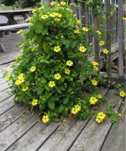 25 Mixed Thunbergia Alata Vine Black Eyed Susan Flower Seeds - Image 4