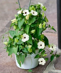 25 Mixed Thunbergia Alata Vine Black Eyed Susan Flower Seeds - Image 5