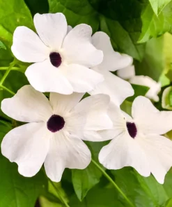 25 Mixed Thunbergia Alata Vine Black Eyed Susan Flower Seeds - Image 6