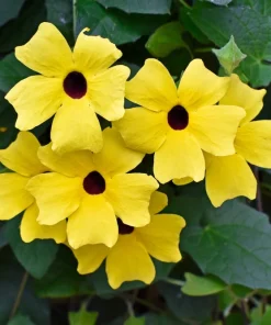 25 Mixed Thunbergia Alata Vine Black Eyed Susan Flower Seeds - Image 7