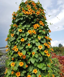 25 Mixed Thunbergia Alata Vine Black Eyed Susan Flower Seeds - Image 8