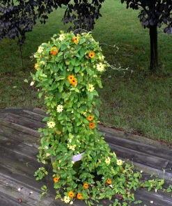 25 Mixed Thunbergia Alata Vine Black Eyed Susan Flower Seeds - Image 9