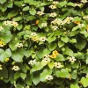 25 Mixed Thunbergia Alata Vine Black Eyed Susan Flower Seeds - Image 1