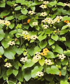 25 Mixed Thunbergia Alata Vine Black Eyed Susan Flower Seeds - Image 1
