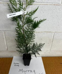 25 Murray Cypress Live Plants, 6-12" Tall in 2.5" Pots, Fast-Growing Privacy Trees for Outdoor Landscaping - Image 2