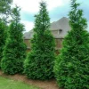 25 Murray Cypress Live Plants, 6-12" Tall in 2.5" Pots, Fast-Growing Privacy Trees for Outdoor Landscaping - Image 1