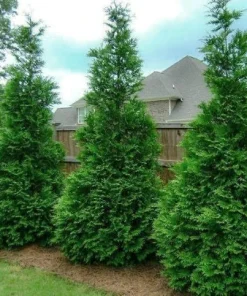 25 Murray Cypress Live Plants, 6-12