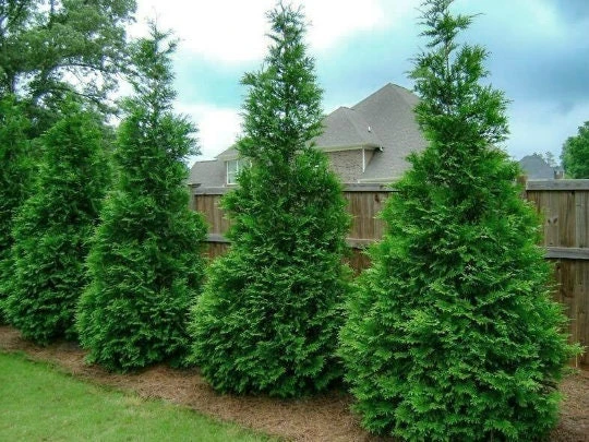 25 Murray Cypress Live Plants, 6-12" Tall in 2.5" Pots, Fast-Growing Privacy Trees for Outdoor Landscaping - Image 1