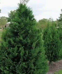 25 Murray Cypress Live Plants, 6-12