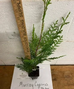 25 Murray Cypress Live Plants, 6-12