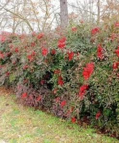 25 Nandina Plants Live - Heavenly Bamboo Shrubs 6-9