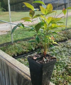 25 Nandina Plants Live - Heavenly Bamboo Shrubs 6-9
