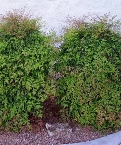 25 Nandina Plants Live - Heavenly Bamboo Shrubs 6-9