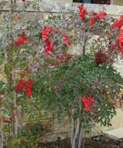 25 Nandina Plants Live - Heavenly Bamboo Shrubs 6-9