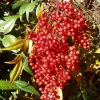 25 Nandina Plants Live - Heavenly Bamboo Shrubs 6-9" Tall in 2.5" Pots - Image 1