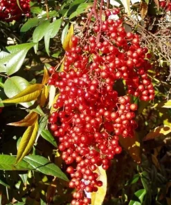 25 Nandina Plants Live - Heavenly Bamboo Shrubs 6-9