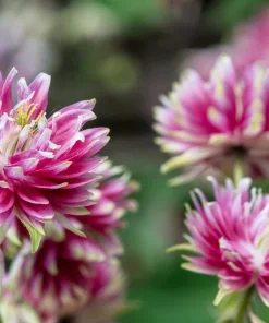 25 Nora Barlow Pink Columbine Seeds - Aquilegia Caerulea Flower Seeds - Image 2