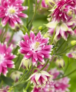 25 Nora Barlow Pink Columbine Seeds - Aquilegia Caerulea Flower Seeds - Image 3